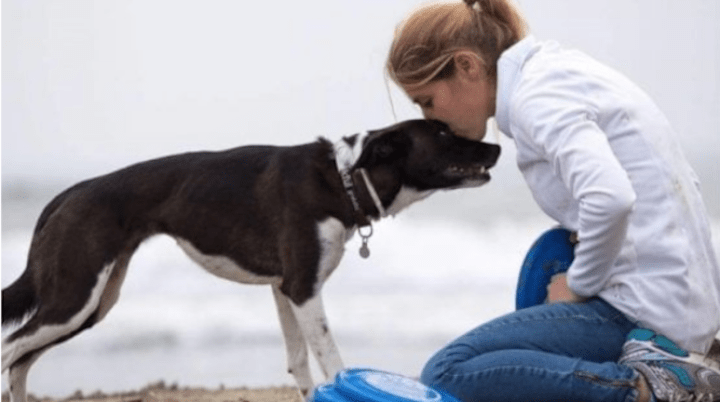 Cover image for Eco-friendly Walk with One’s Dog