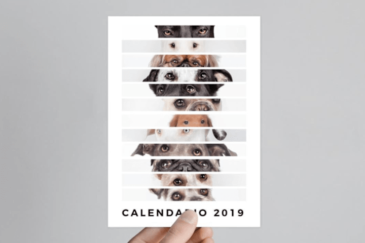 Cover image for 2019 Animal Shelter Calendar