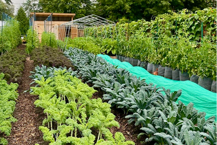 Cover image for Montréal’s Urban Agriculture Continues to Grow(Science Borealis)