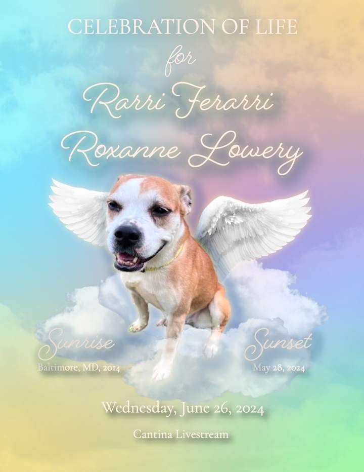 Cover image for Obituary for A Loving Pet