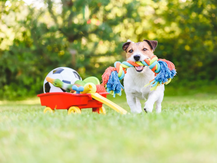 Cover image for Pet Bed Product Description
