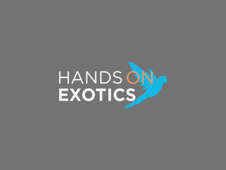 Cover image for Hands On Exotics: A Strategic Social Media Transformation