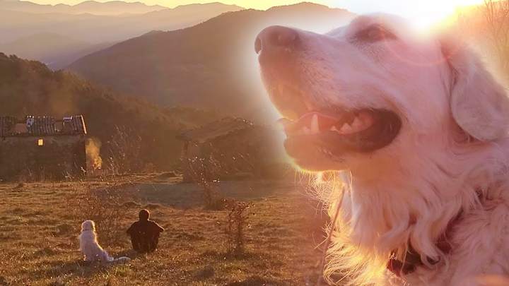 Cover image for ~ seeking peace with my dog