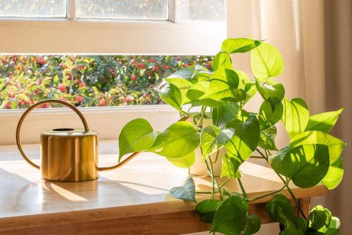 Cover image for Why Golden Pothos Is the Perfect Plant for Beginner Gardeners