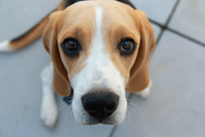 Cover image for Dog Behavior and Care Blog Series for Runball