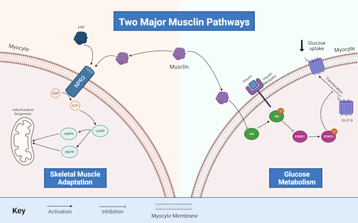 Cover image for Scientific Editorial