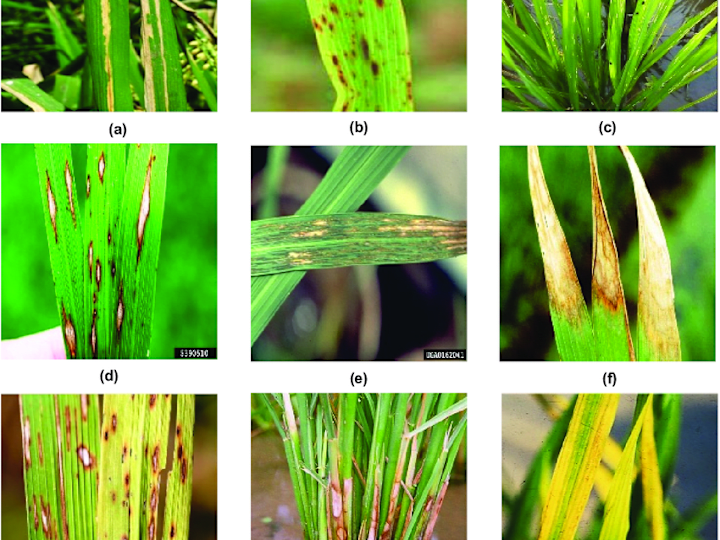 Cover image for Rice Leaf disease detection