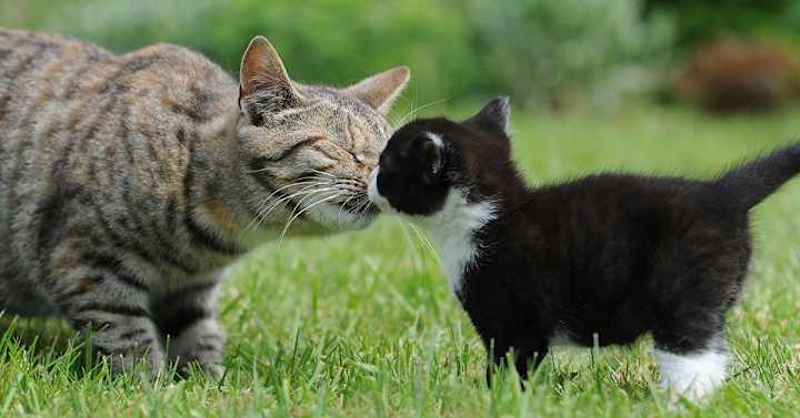 Cover image for Introducing Your New Kitten To Your Cat: How To Prepare - Pumpk…