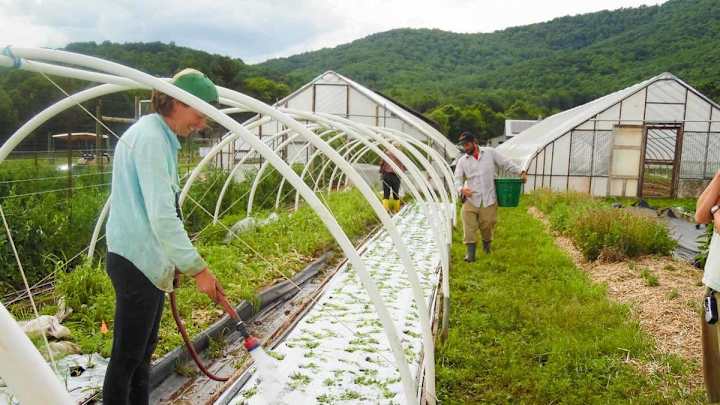 Cover image for The Farm at Sunnyside is growing healthier