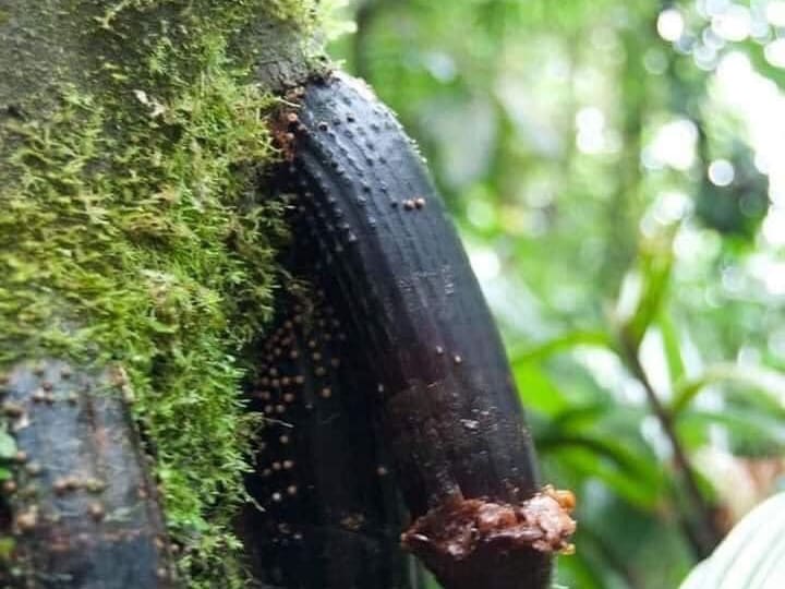 Cover image for Huacrapona Palm Tree Health Benefits