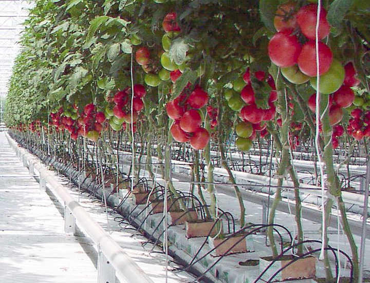 Cover image for Tech Farm