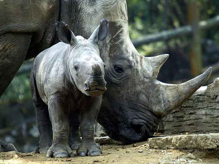 Cover image for Javon Rhinos Documentary 