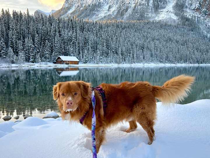 Cover image for 11 Essentials for Winter Hiking with Your Dog