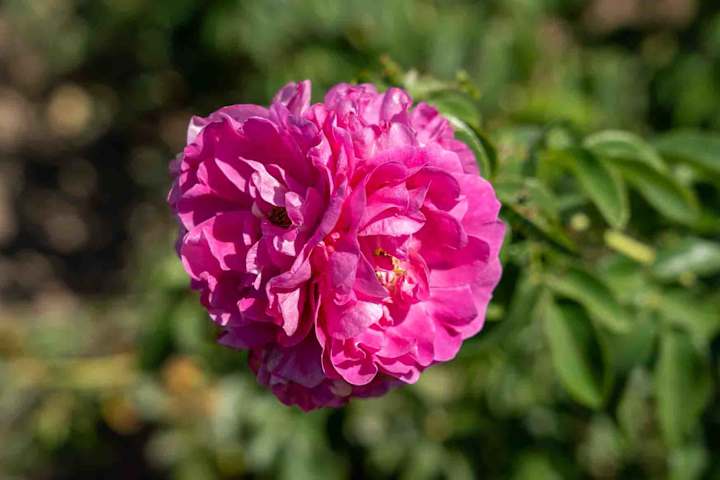 Cover image for All About John Cabot Roses! - Tuxedo Yard Care