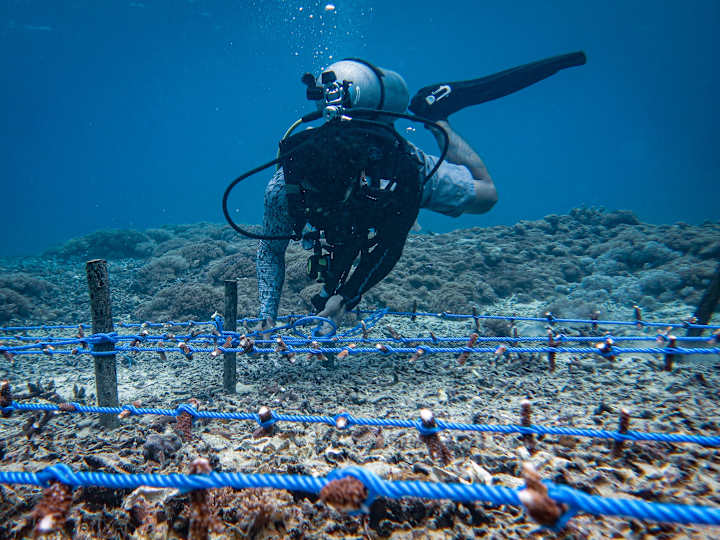 Cover image for Newsletter for Coral Restoration Project