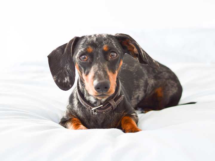 Cover image for Maltese Dachshund Mix | Keyword Optimized Page