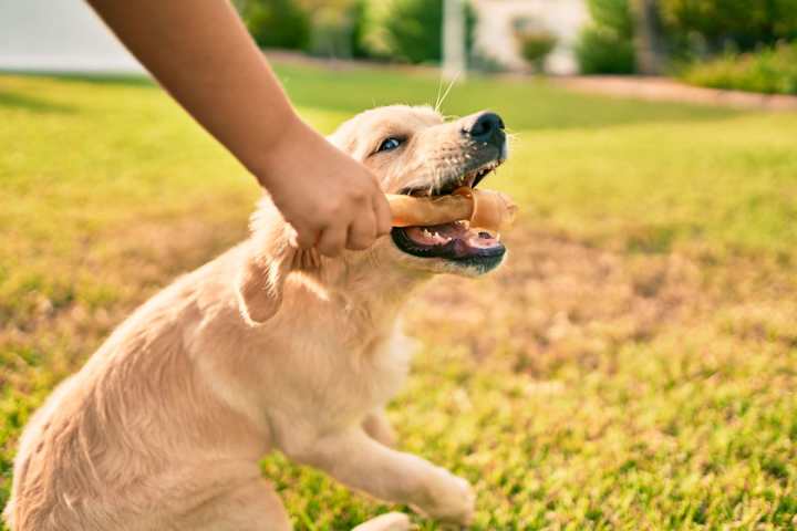 Cover image for A Dog’s Reinforcements: The Power of Positivity