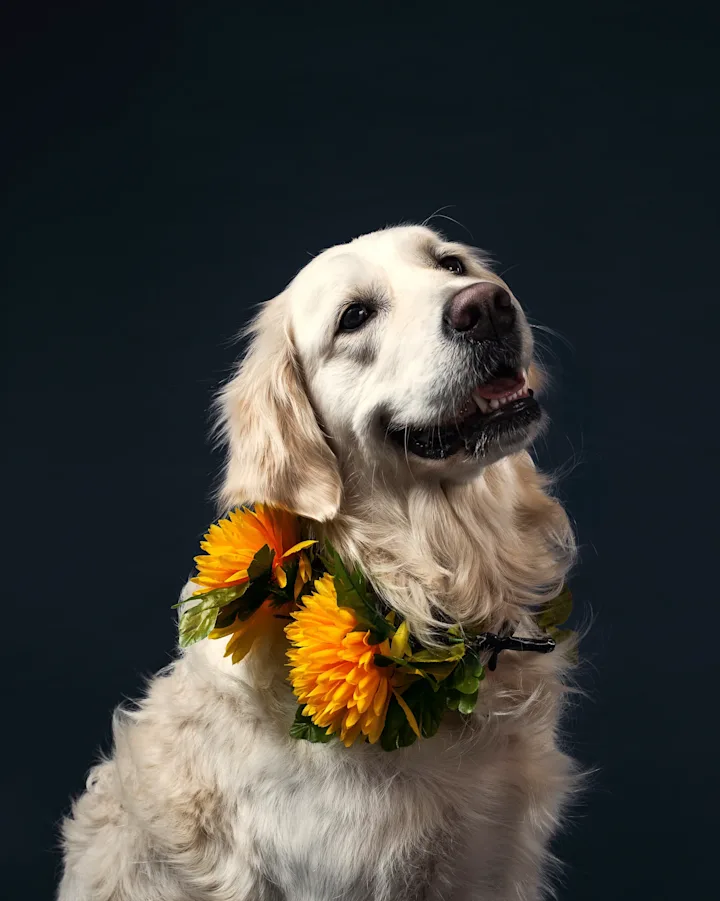 Cover image for The Pet Station - Where Happiness Begins