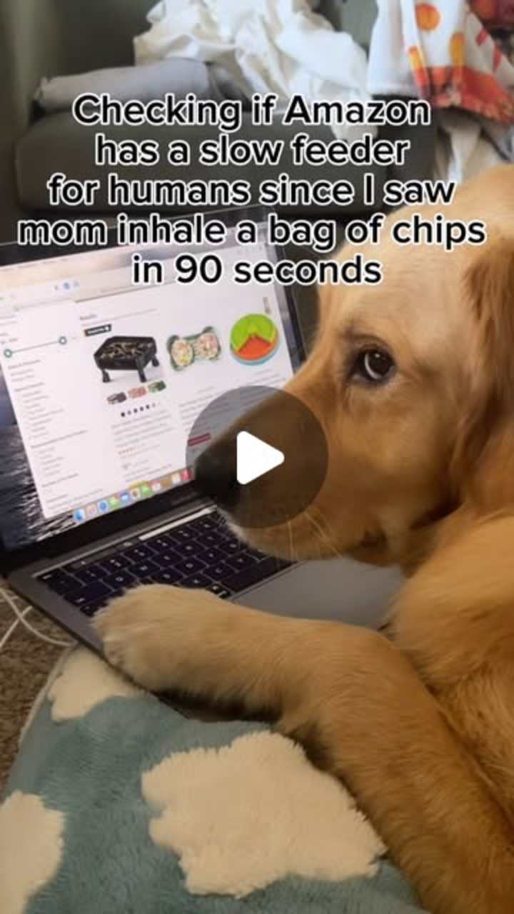 Cover image for Dog Humor Social Media Post