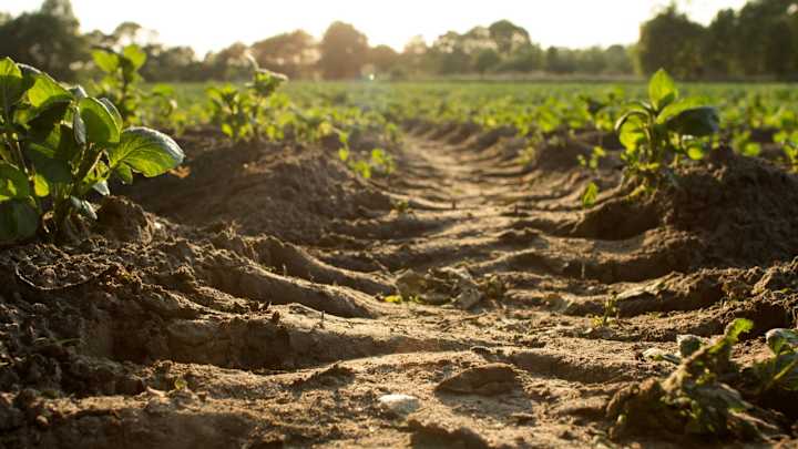 Cover image for Soil Integrity: Foundation of Food Security and Sustainability
