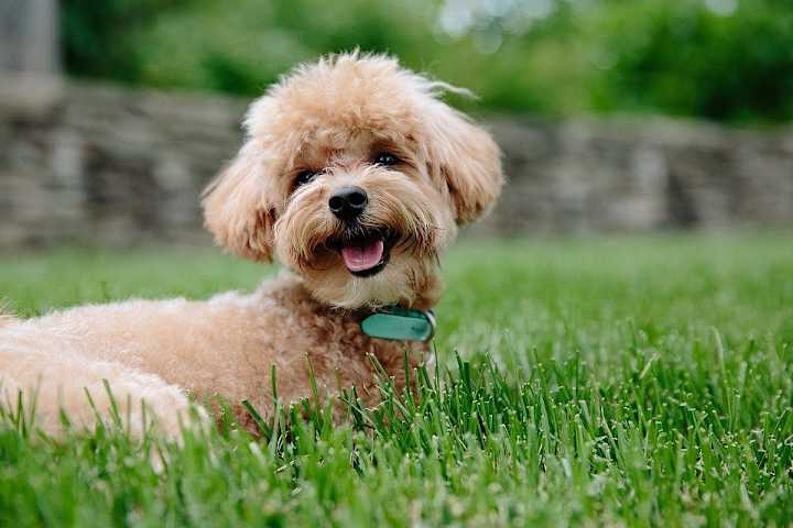 Cover image for Top 3 dog breeds for kids and first-time owners