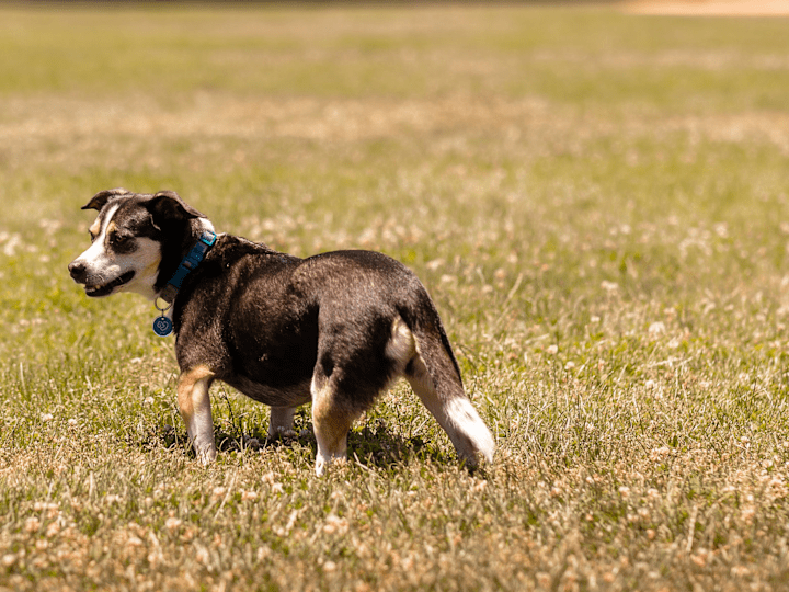 Cover image for Founding Engineer at a Pet-Tech Startup