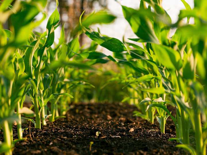 Cover image for Insightful Blog Articles about Indian farmers.