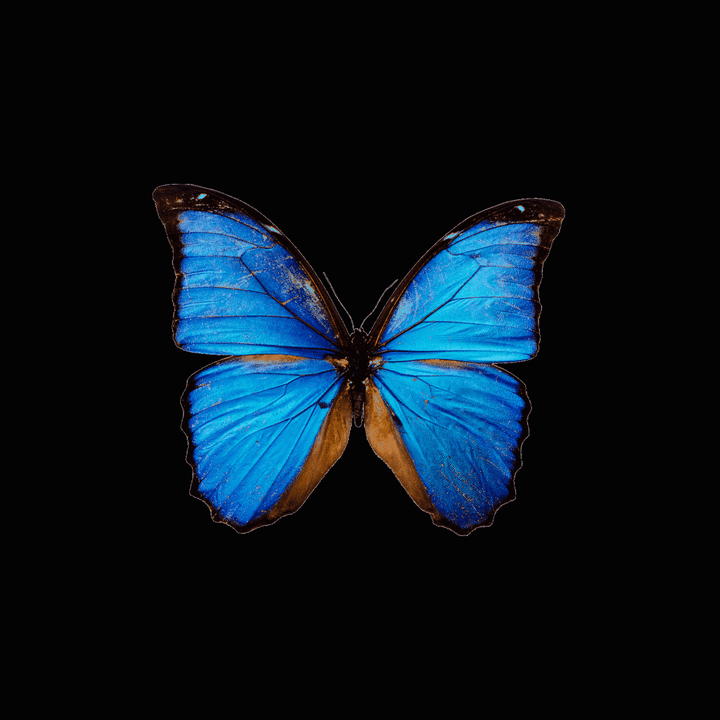 Cover image for Butterfly Gif