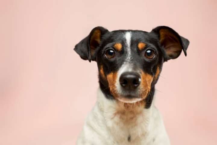 Cover image for An Image Search WebApp