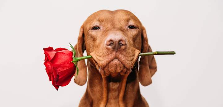 Cover image for The Best Valentine’s Day Gift for Dog Lovers Made Easy