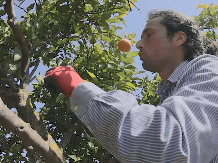 Cover image for Pruning Tutorial - YouTube