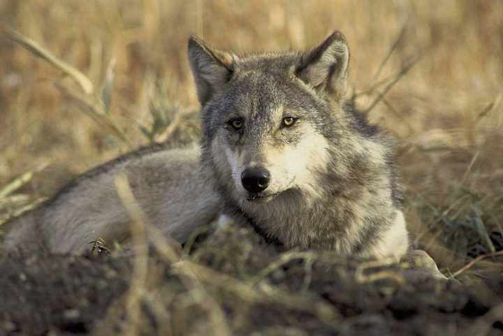 Cover image for This Endangered Species Act Loophole Will Let Killer of Famous …