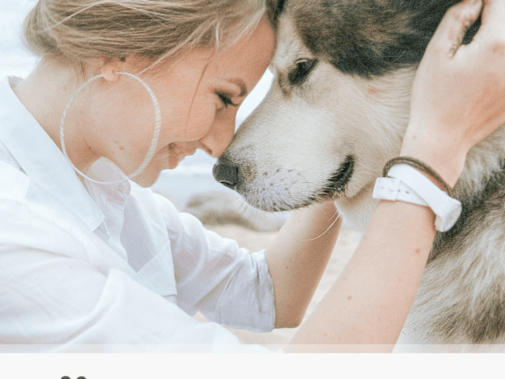 Cover image for Pet Devoted Brand Project