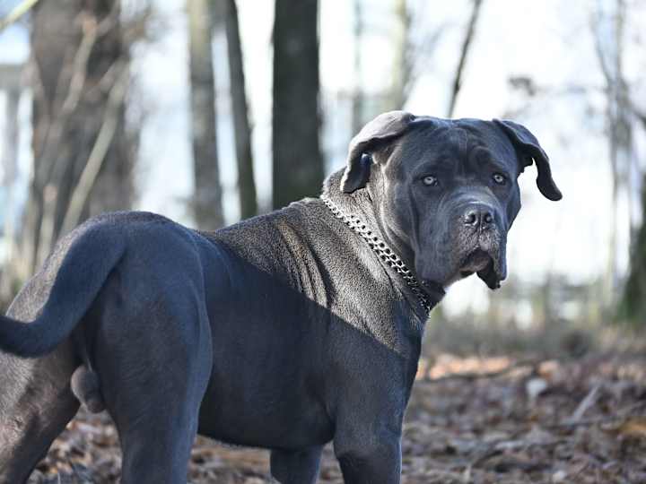 Cover image for Cane Corso Great Dane Mix: 2 Amazing Breeds, 1 Cute Doggy!