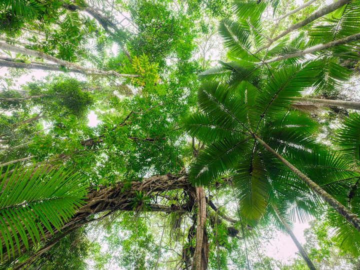 Cover image for Far North Queensland tourism is Open for Business - Video
