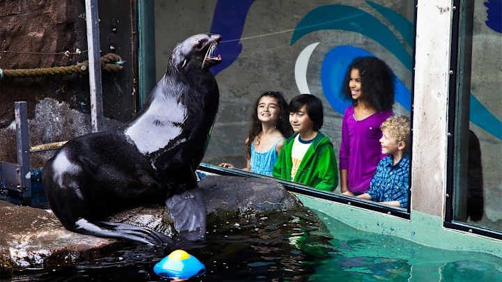 Cover image for We are the Seattle Aquarium - Video Script