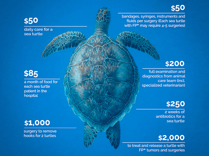 Cover image for Your Money Saves Sea Turtles Infographic