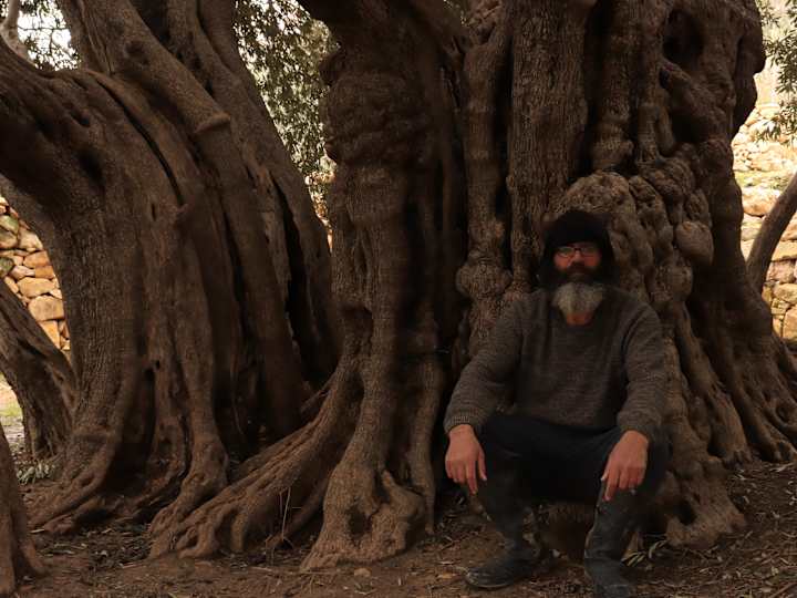 Cover image for Protecting One of the World's Oldest Olive Trees Is a 24/7 Job 