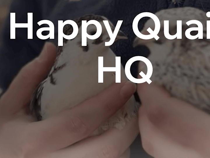 Cover image for Home | Happy Quails HQ
