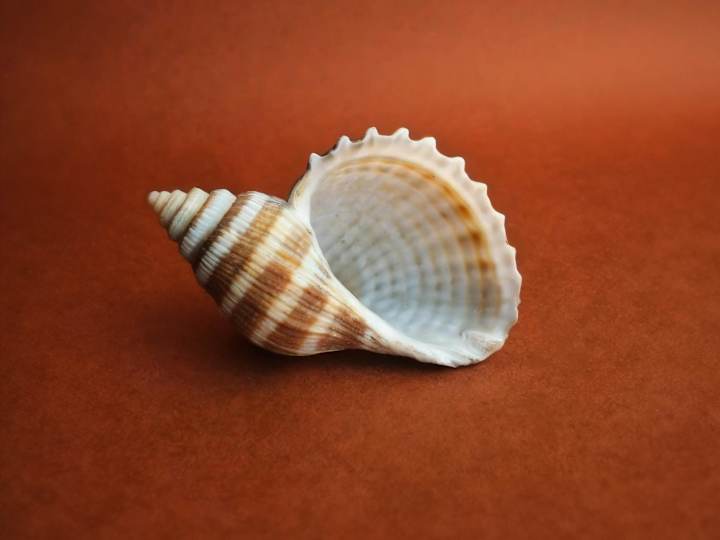 Cover image for Start-Up Branding