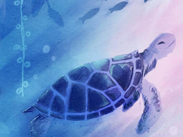 Cover image for Nature Trust - Illustrations