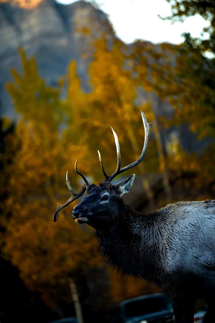 Cover image for Professional Color Grading