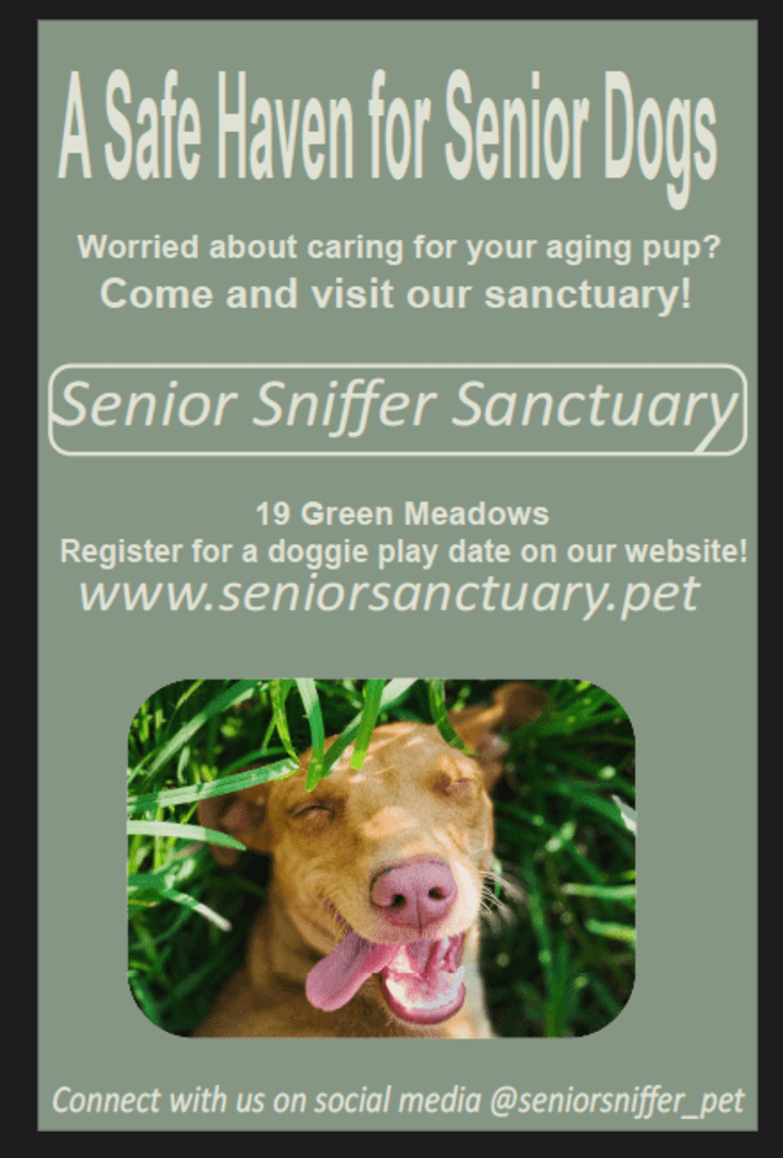 Cover image for Senior Dog Sanctuary
