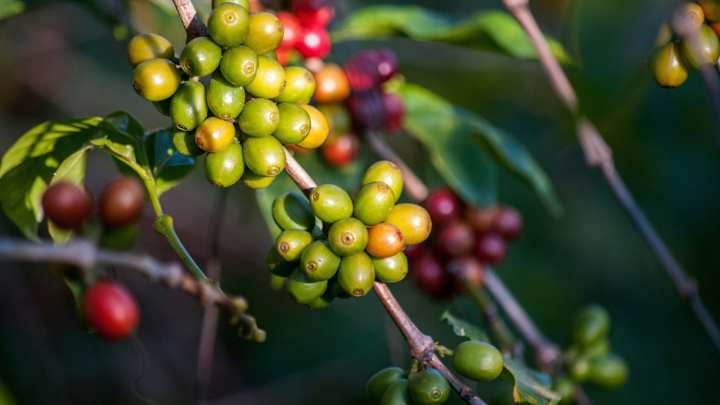 Cover image for Impact on Crops: Coffee