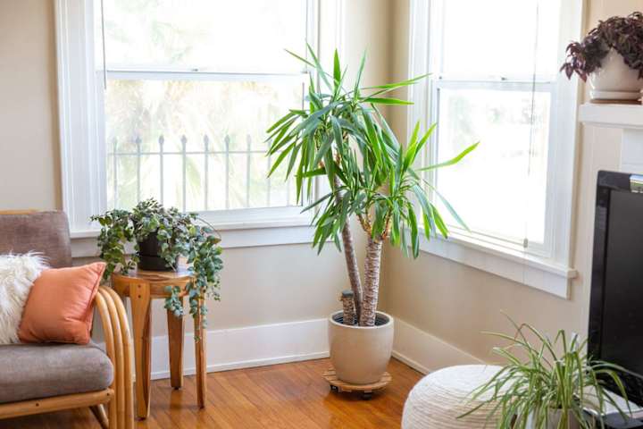 Cover image for 6 Best Indoor Palm Trees That are Easy to Care For