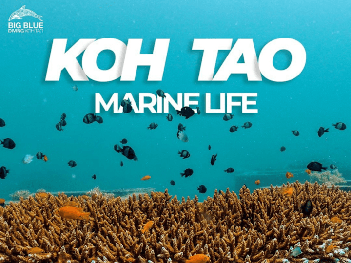 Cover image for Diving Center