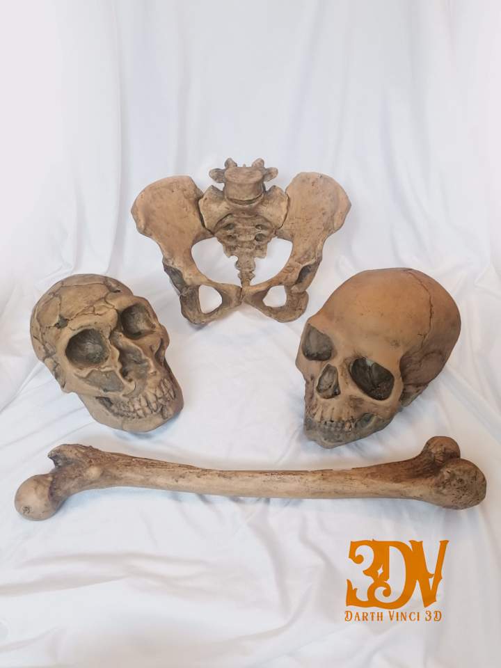 Cover image for Museum bones replicas