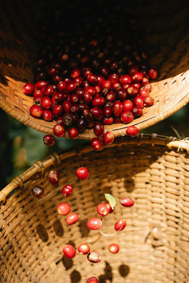 Cover image for How Coffee Beans Are Produced and Where - Santa Sofia