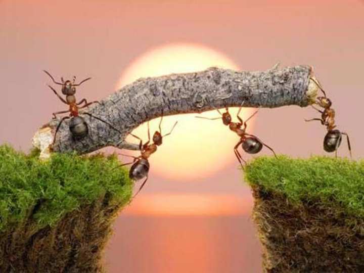 Cover image for Flying Ants