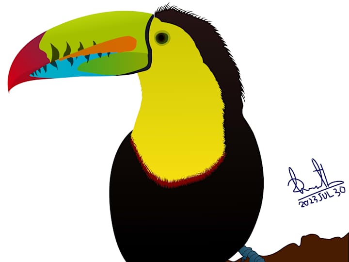 Cover image for Keel-billed Toucan